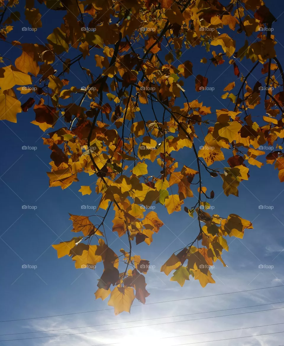 fall