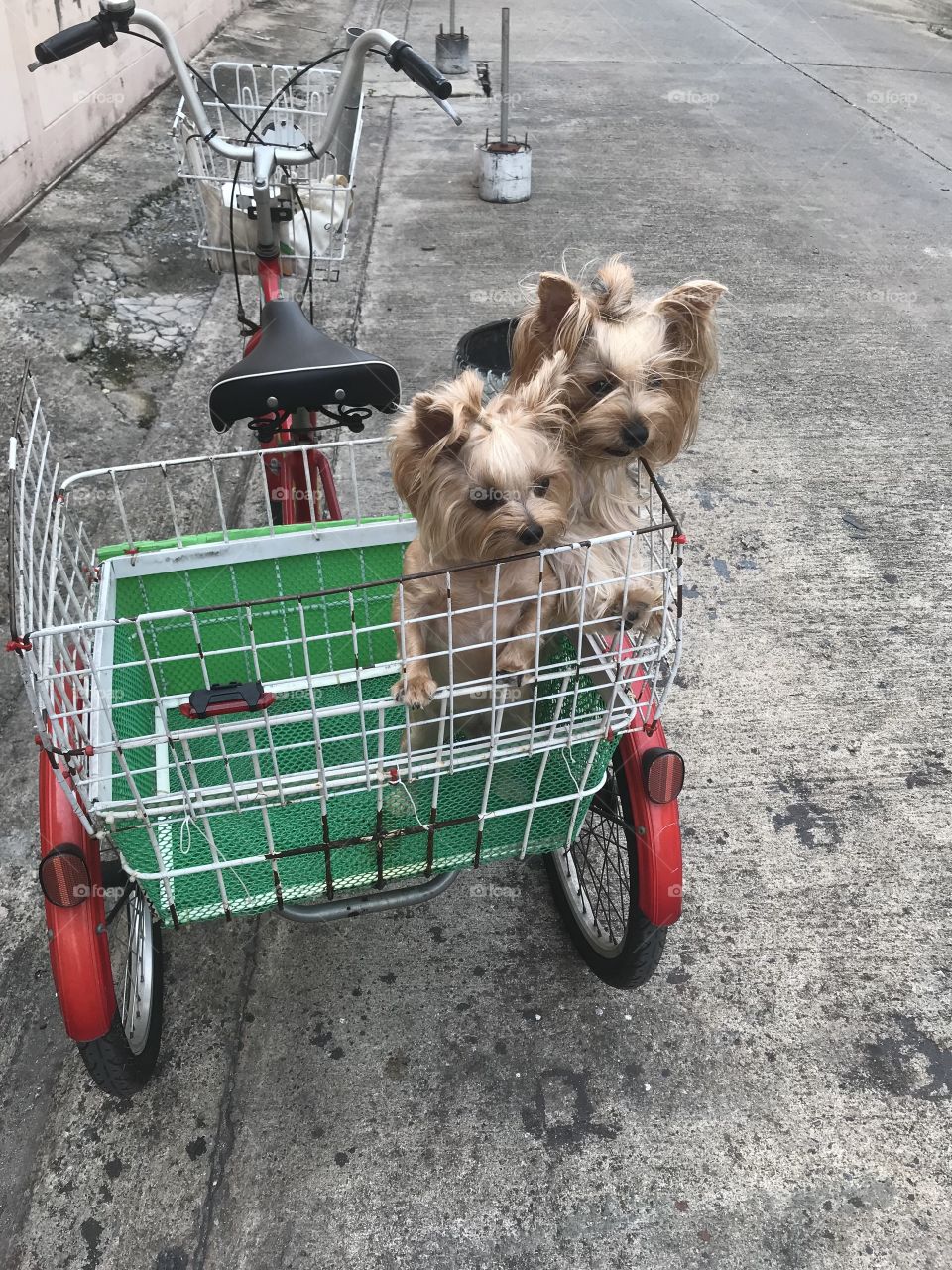 Take 2 dogs tour with a bike.