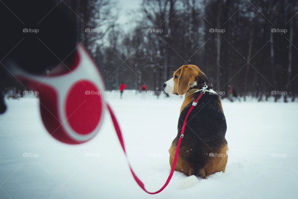 beagle dog sitting in the snow and looking thoughtfully away