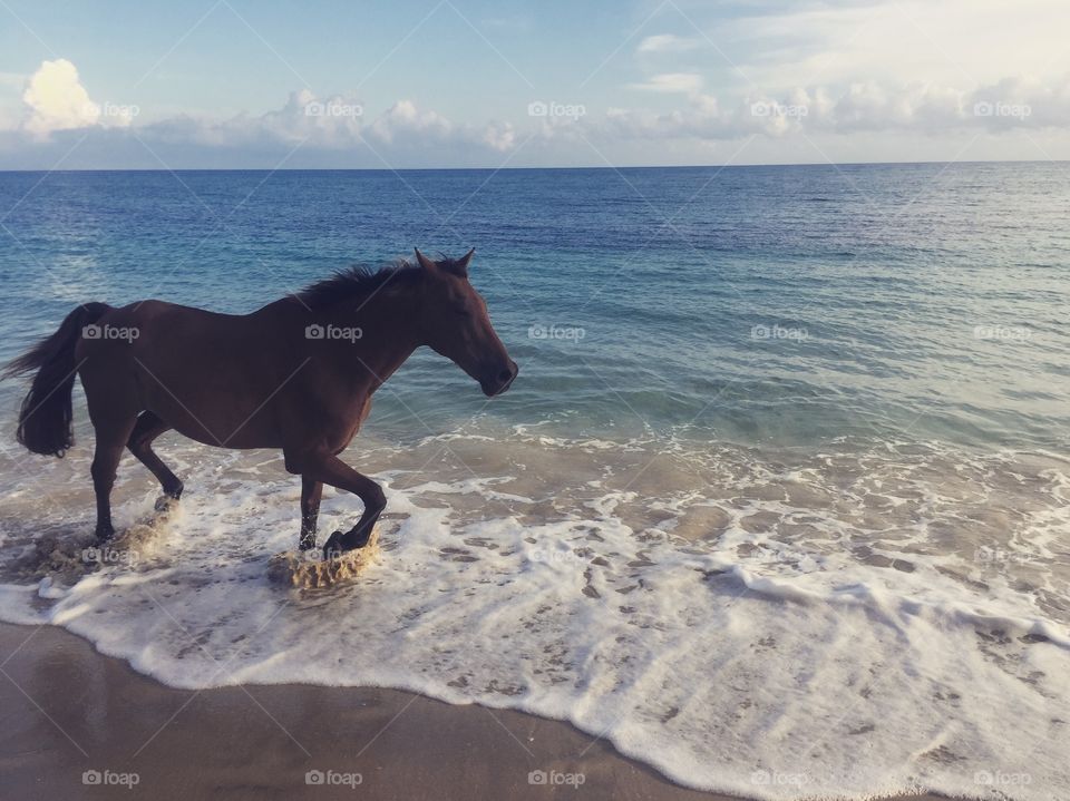 Horse on a beach