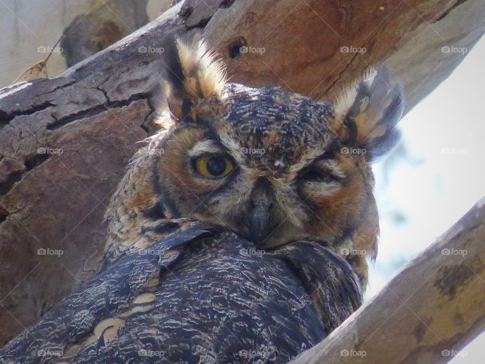 Winking owl