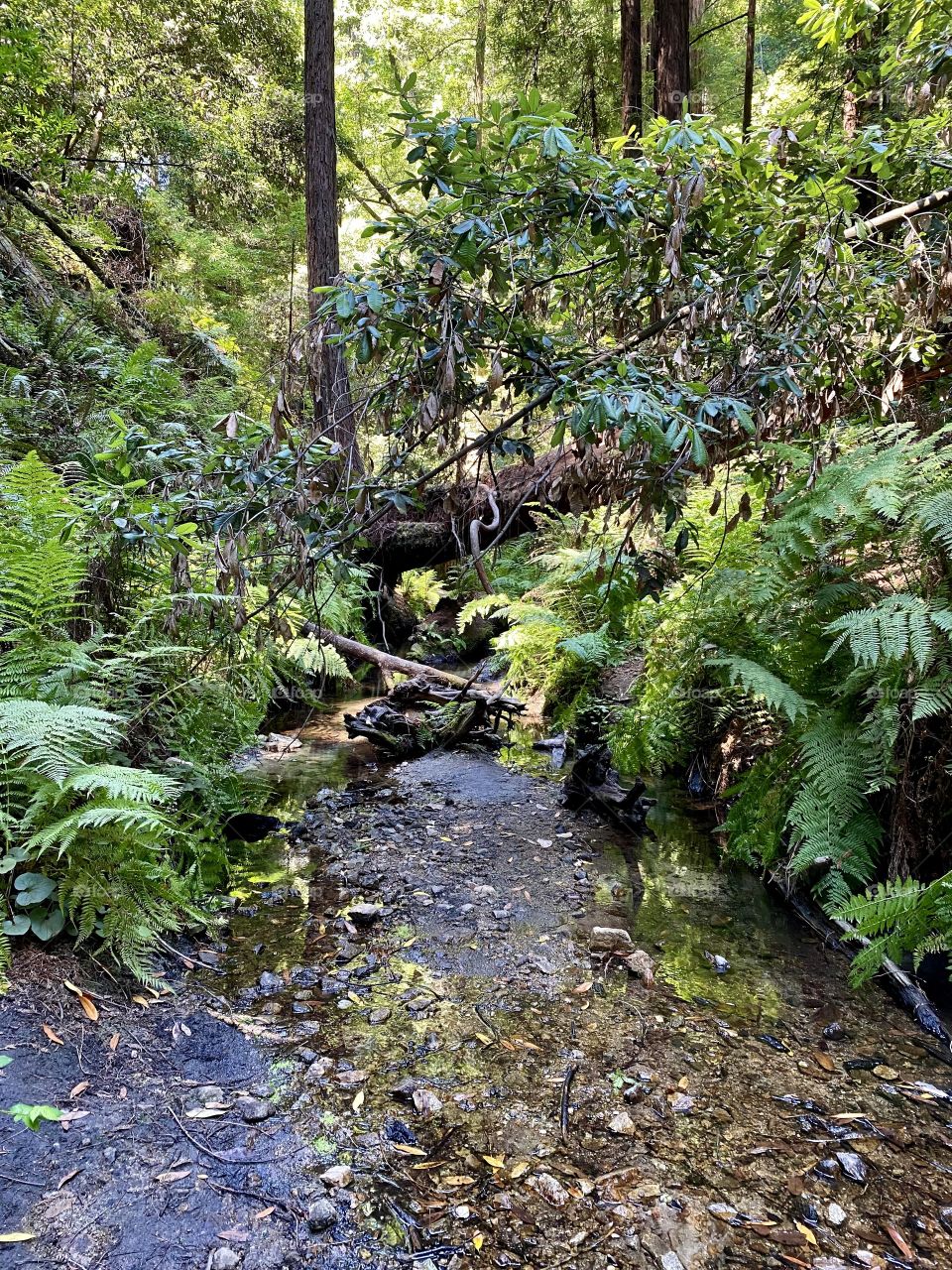 Creek at Henry Cowell Redwoods State Park in Felton California 