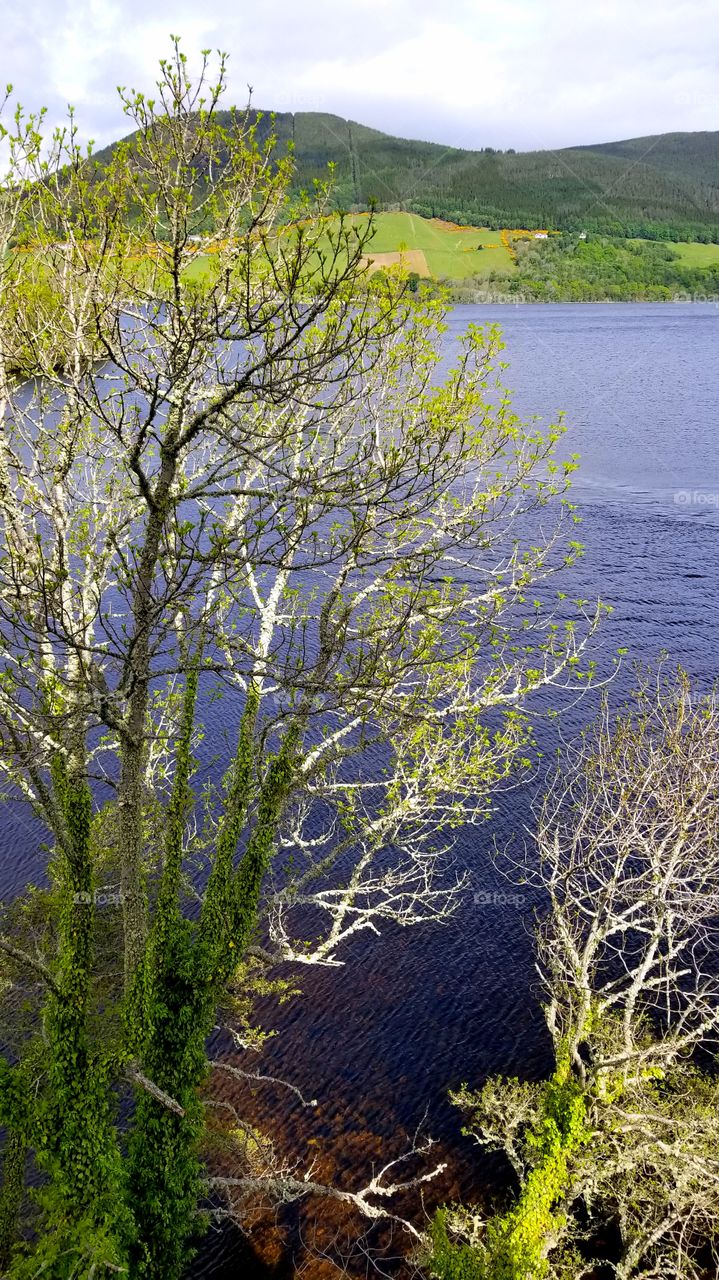 Ash Tree at Loch Ness