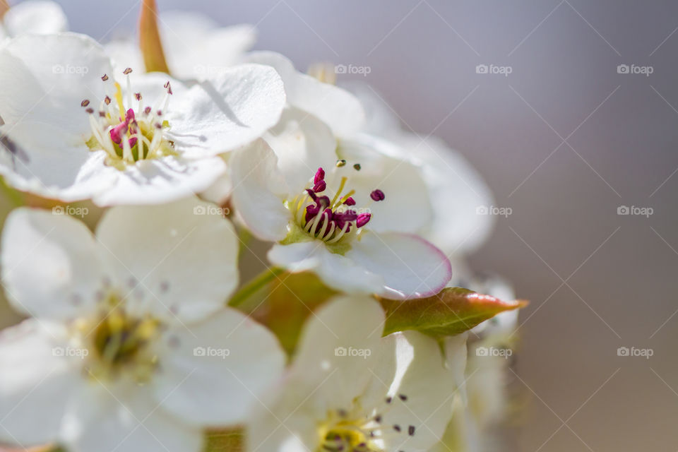 Cherry Blossom 