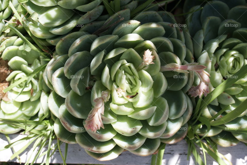 Succulents 
Echeveria Elegans Gesneden 
Springs 
California