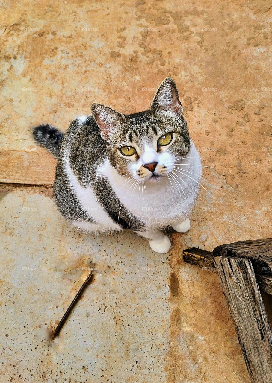 Cats are very smart and special animals... They look like they were hand drawn and painted, such is their beauty!