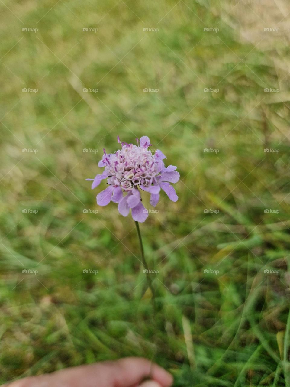 purple flower