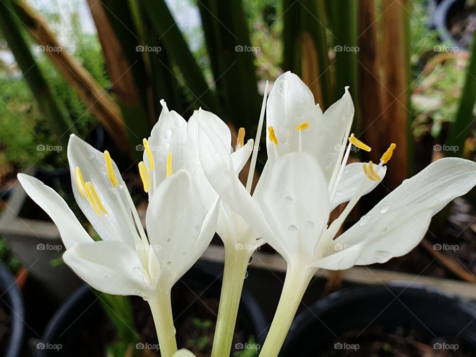 beautiful flowers in my garden