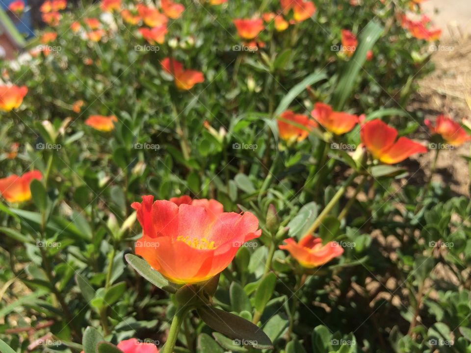 Beautiful little flowers blooming in my garden 