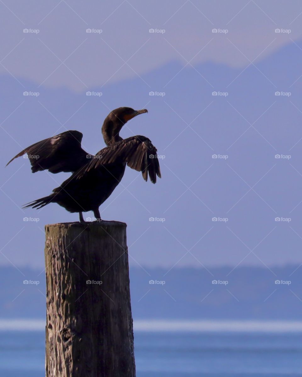 A cormorant warms its wings near the waterfront, purple hued mountains in the background