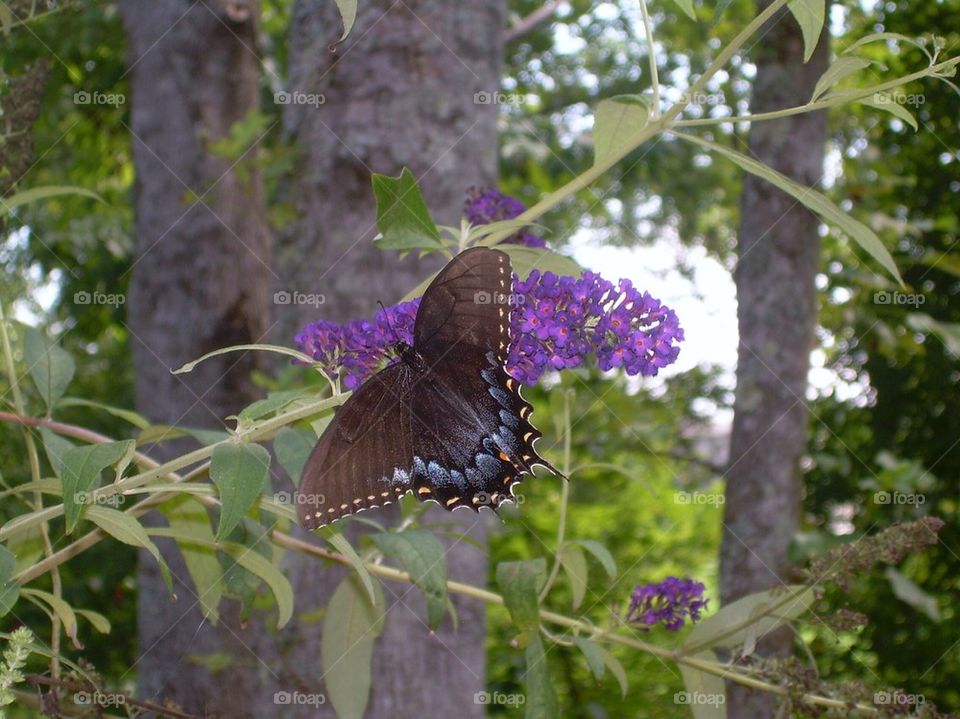 Butterfly flowers floral