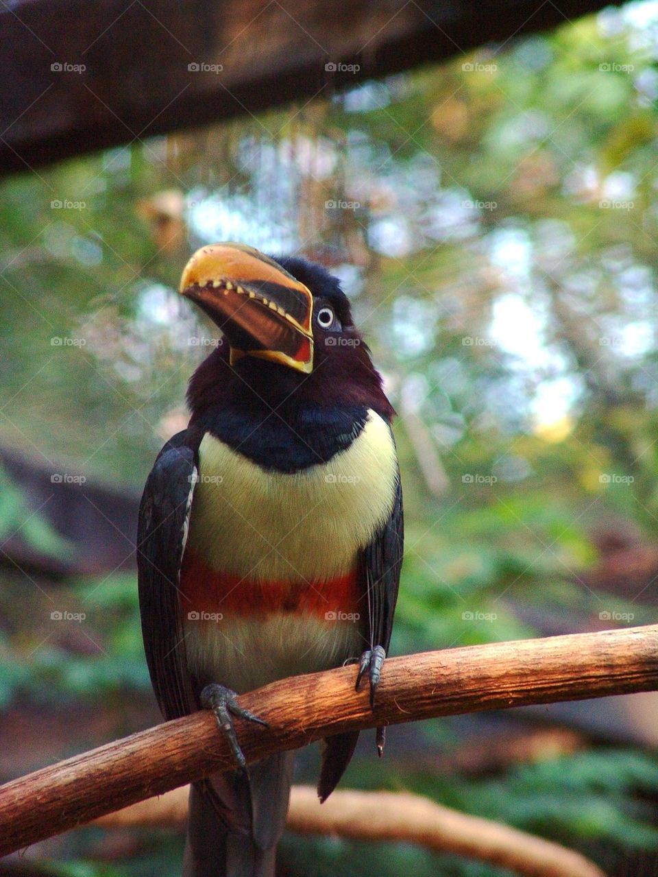 Toucan perching on branch