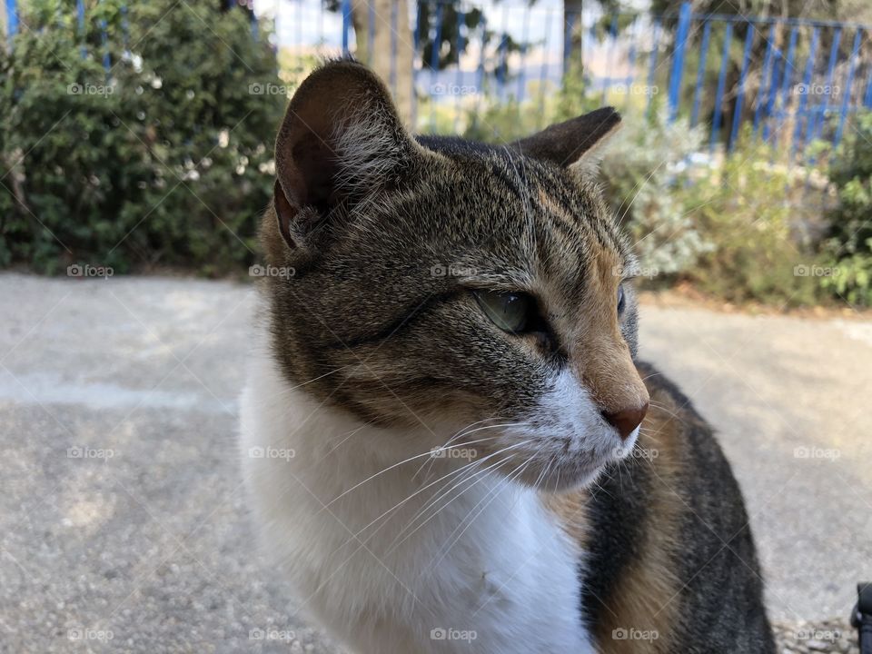 White, grey and brown cat with green eyes and black pupils 