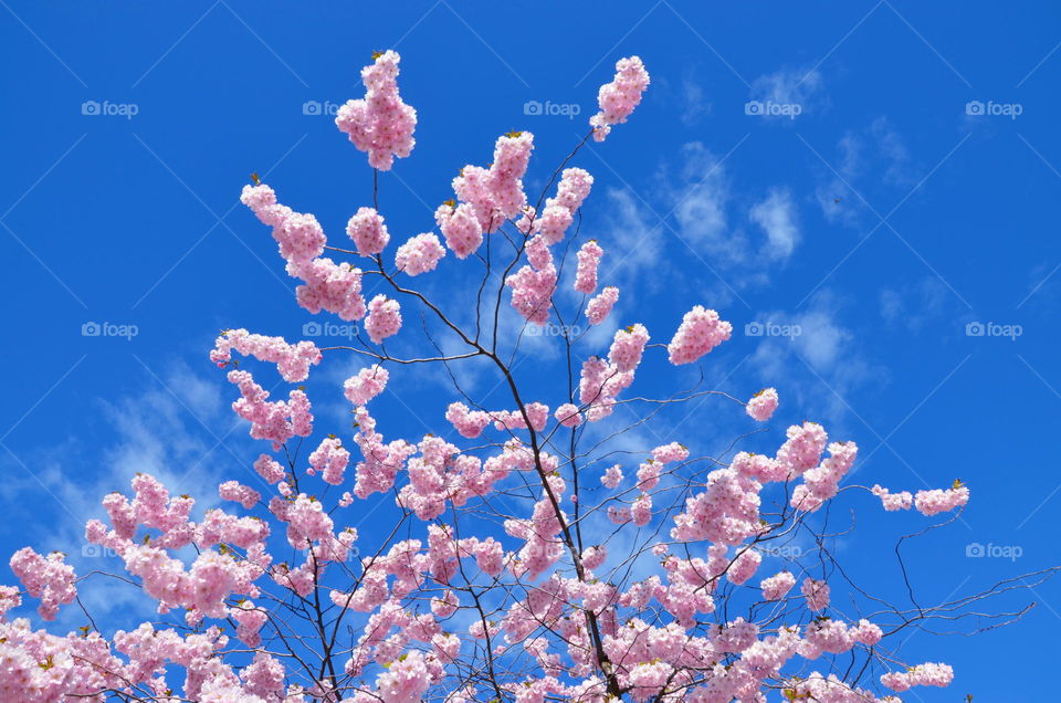 Cherry blossom in Kungstradgarden, Sweden