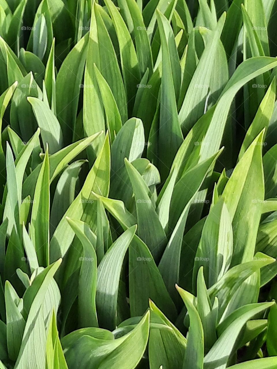 green leaves of day lily  (Hemerocallis) in springtime