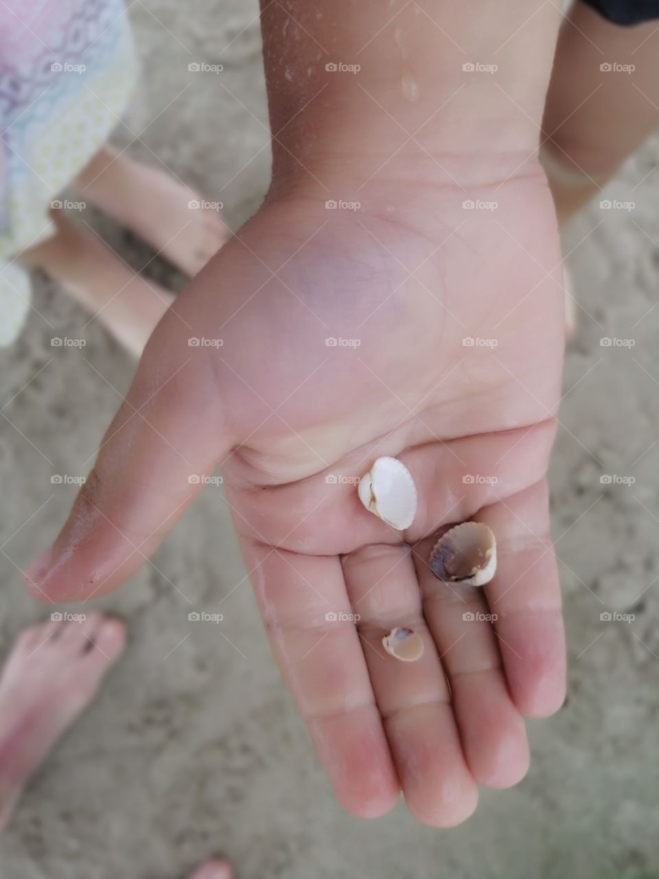 Shells, in hand, treasures,