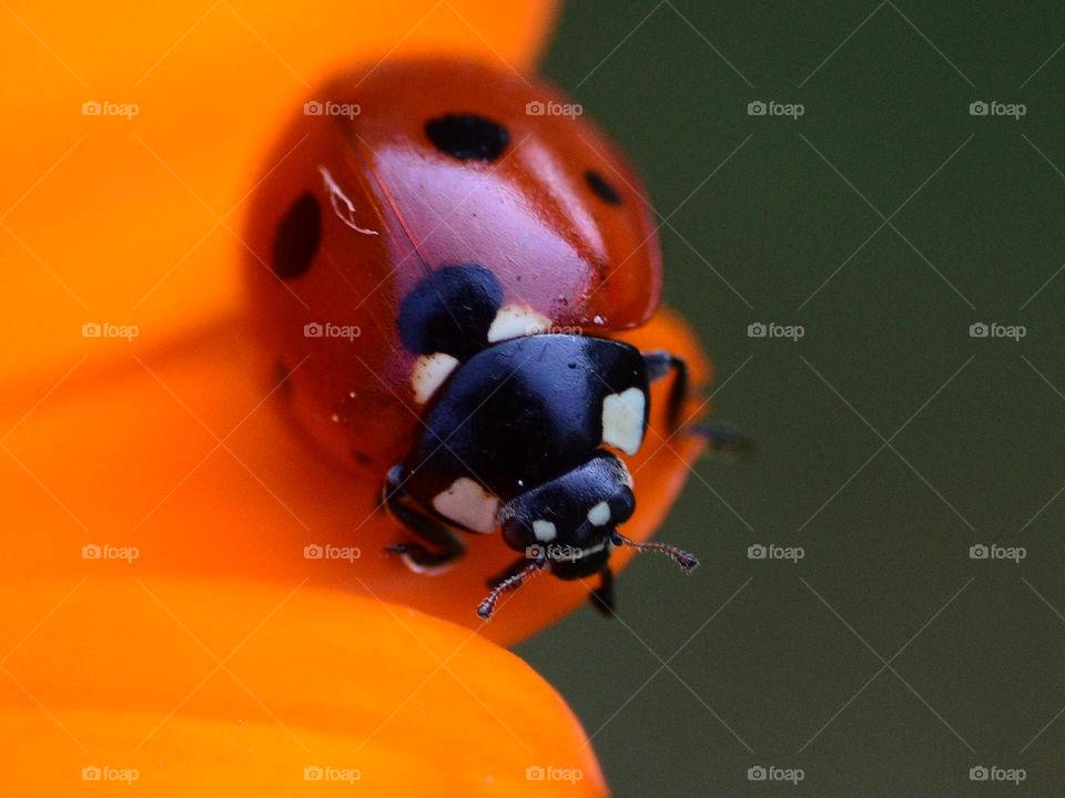 macro of ladybug on flower petal