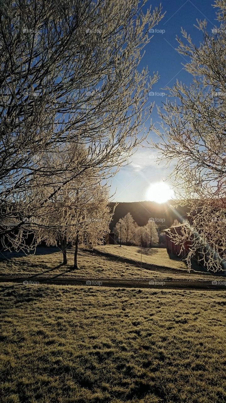 Sunshine in a frosty morning