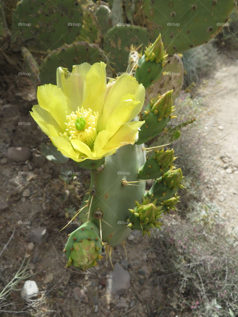 prickley pear