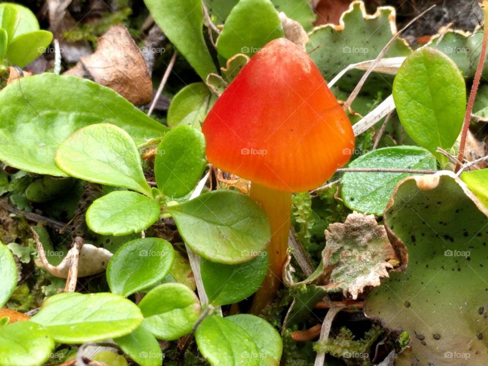 small orange mushroom