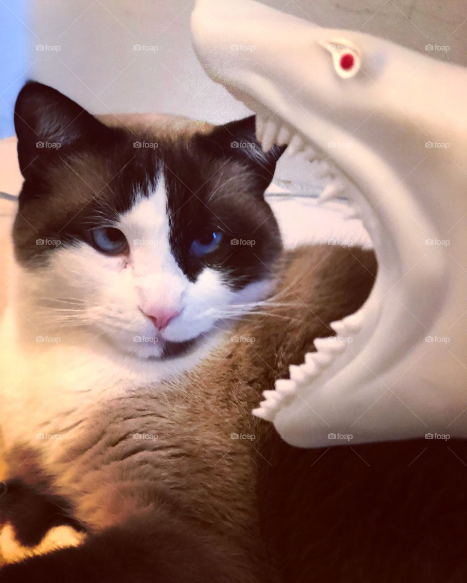 Cat not pleased by the appearance of a rubber shark hand puppet 