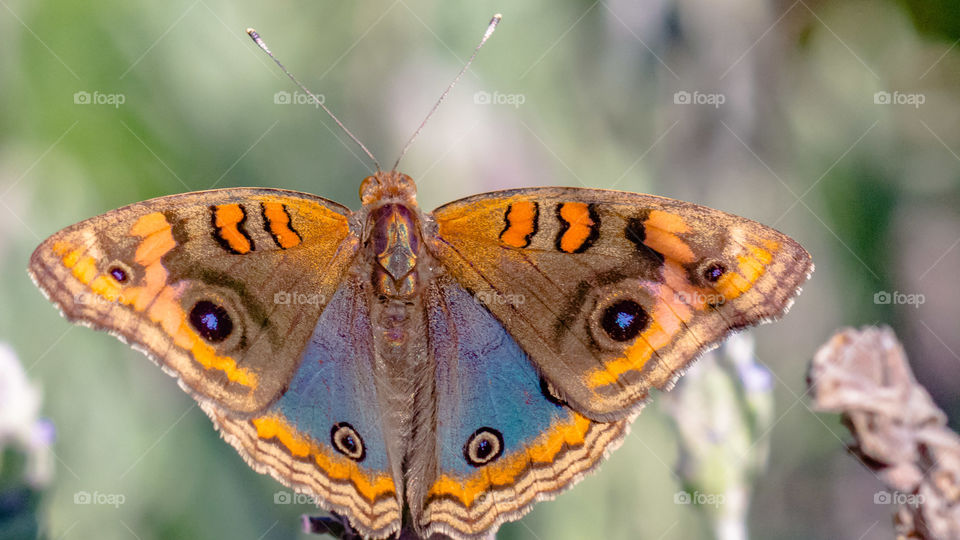 Marinos en Jardín botánico CABA