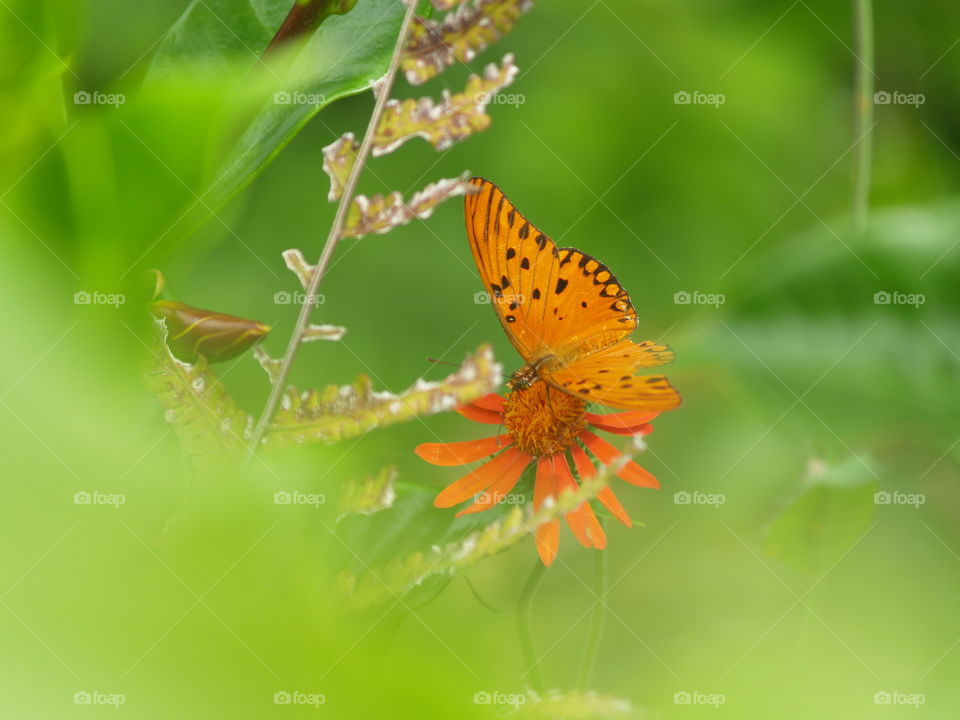Butterfly on flower