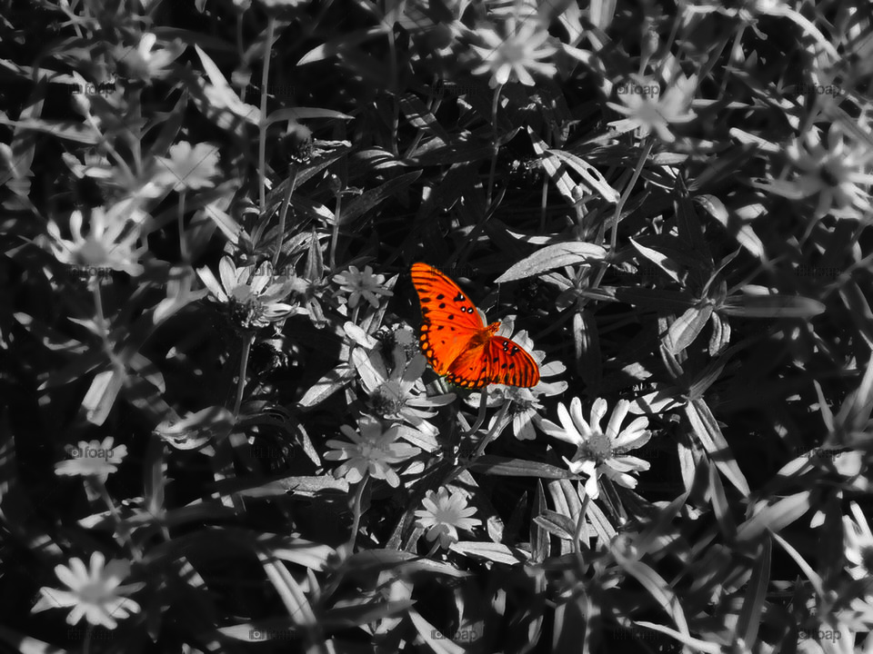Butterfly