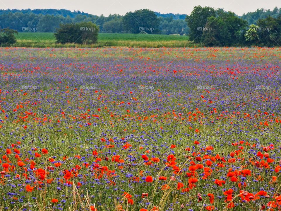 a field of poppies and habras