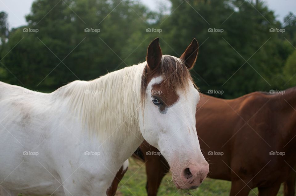 Blue Eyed Horse 