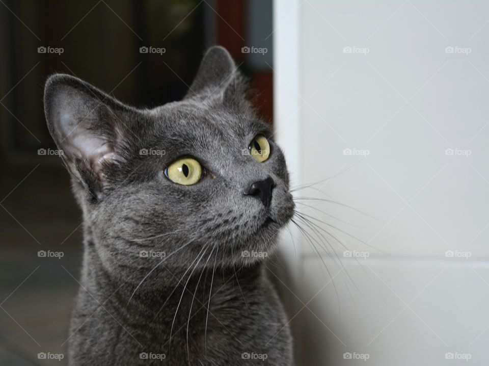 russian blue cat beautiful portrait home, love pet