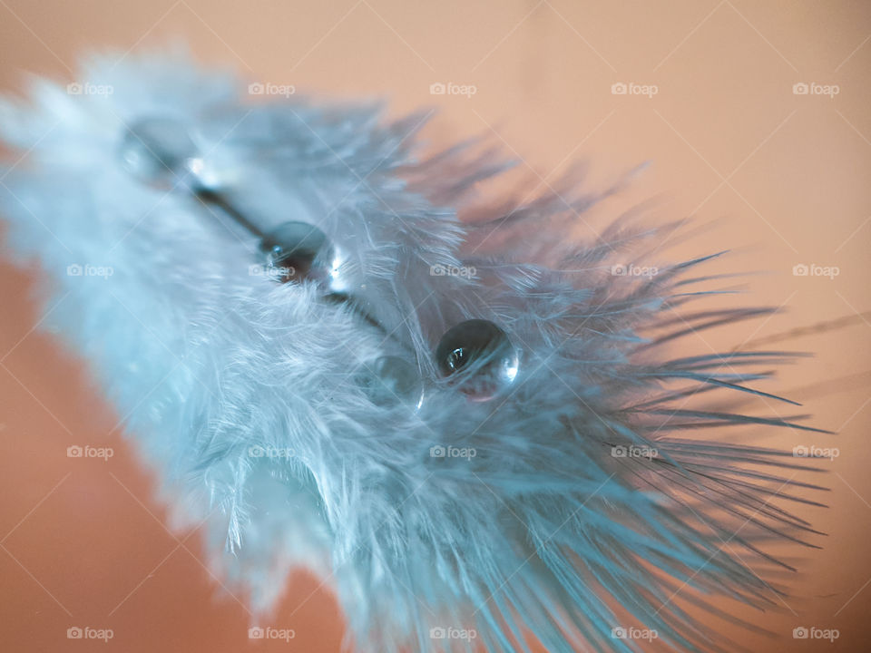 water drops on a feather