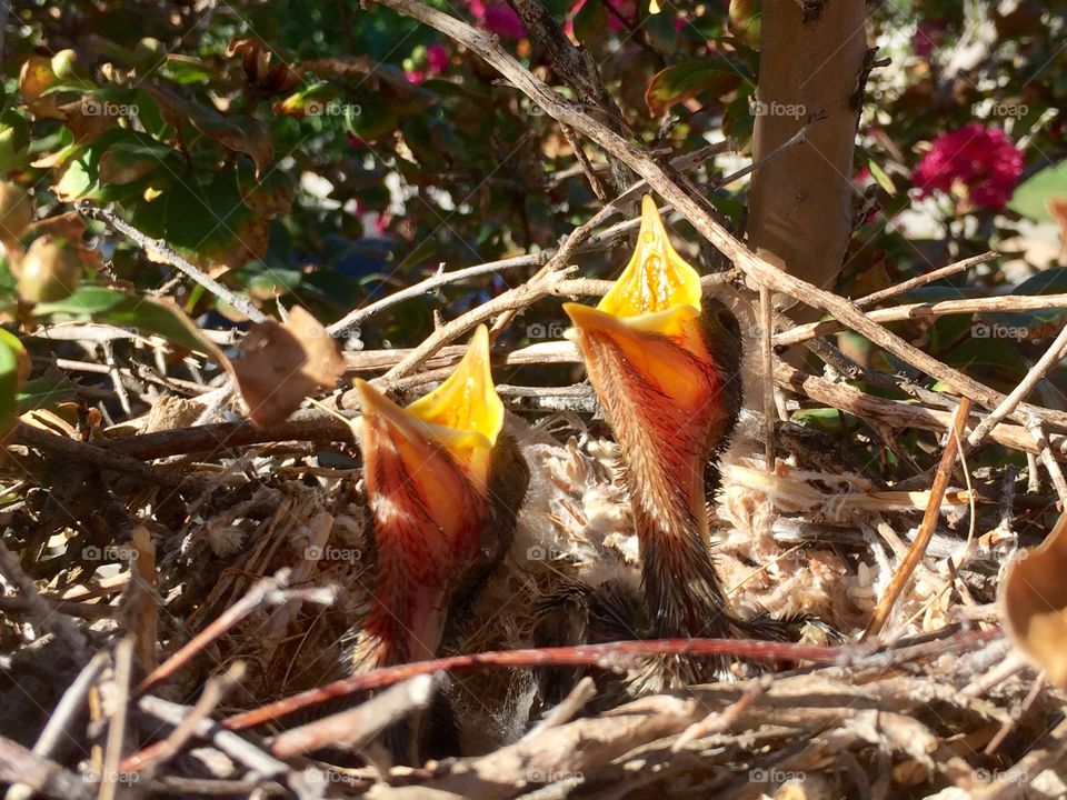 Baby Birds 