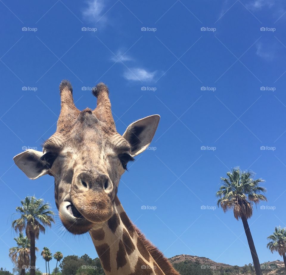 Young giraffe II