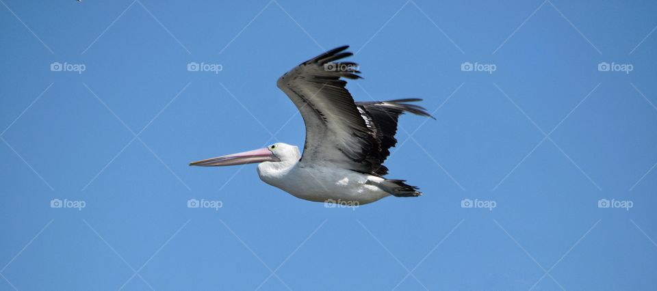 Pelican