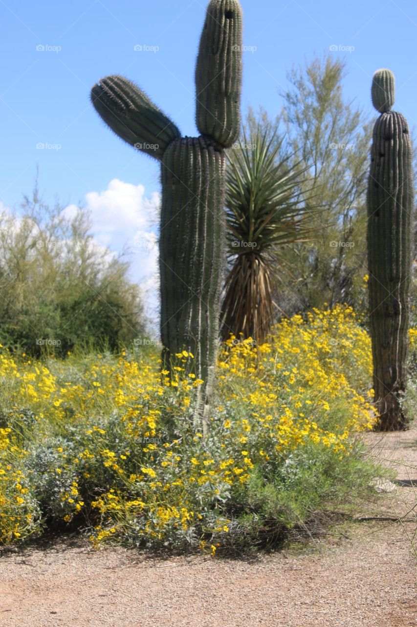 Spring Flowers in Arizona Desert