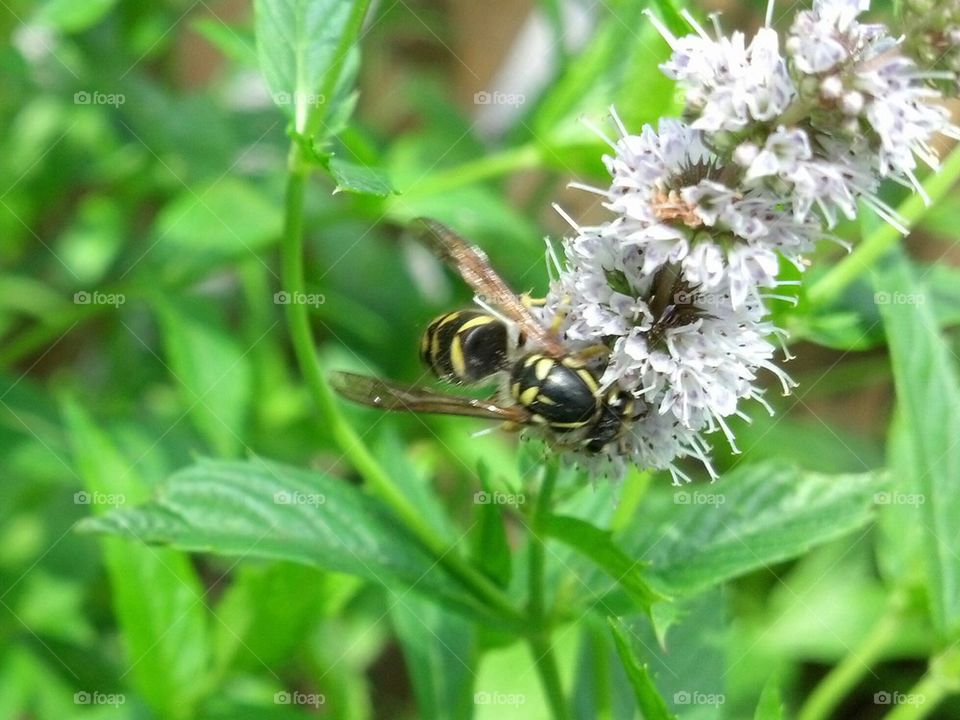 bee up close and personal
