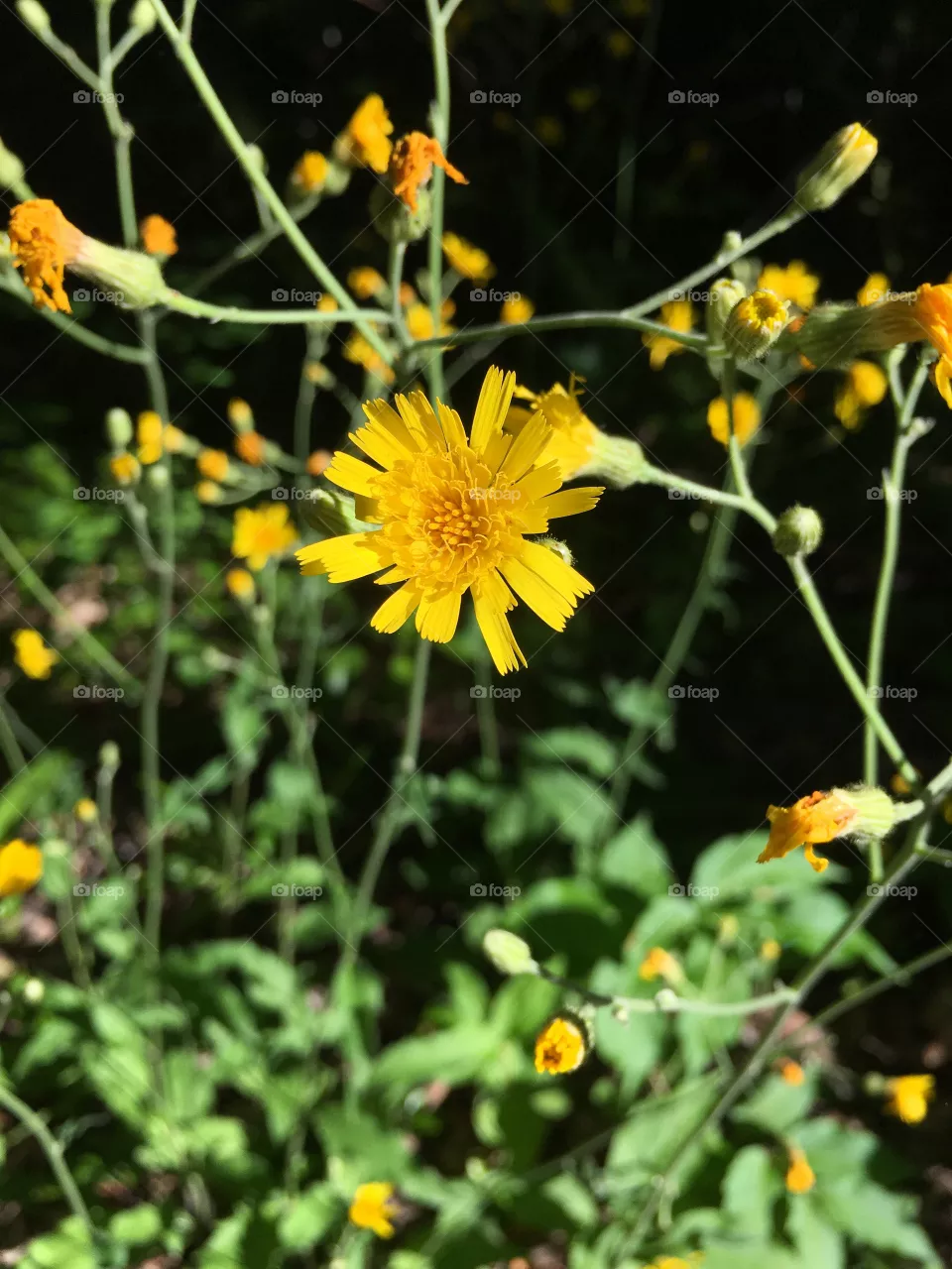 Aster 