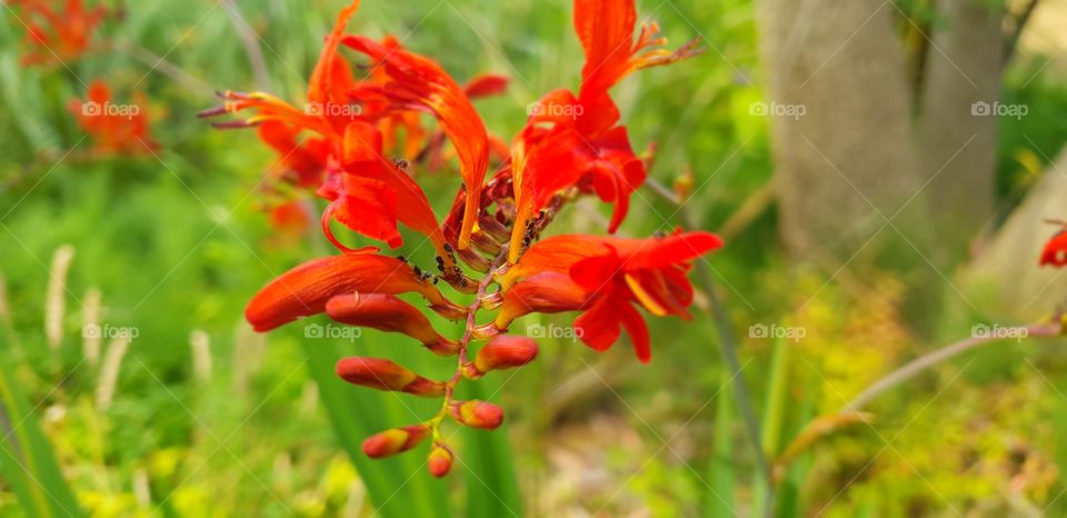 Beautiful flowers