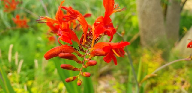 Beautiful flowers