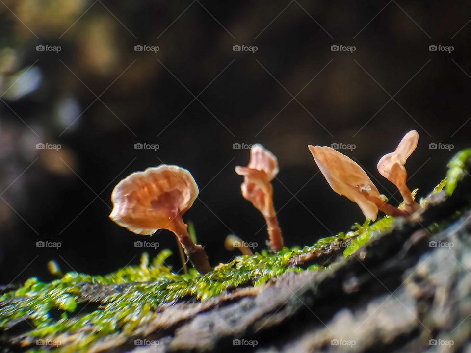 Forest mushrooms.