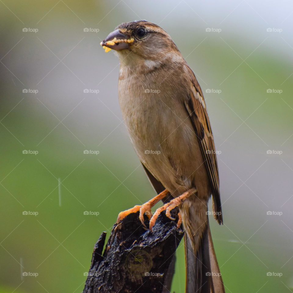 Sparrow 