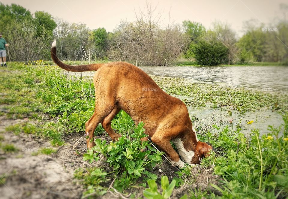 A young dog puppy on a spring walk with a man in the background exploring a hole by sticking her head in it next to a pond funny.