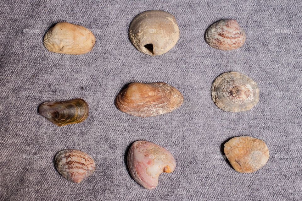 A set of different seashells. Different colors and shapes. I am a seashell collector.