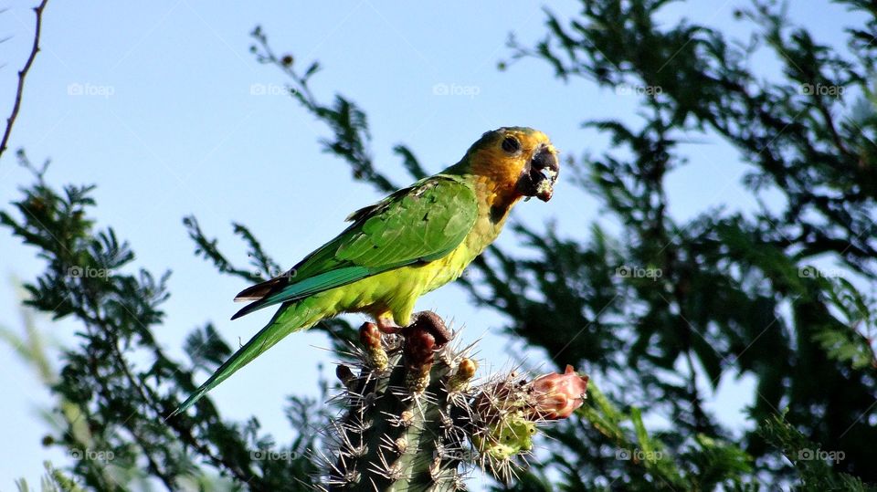 parakeet Curaçao Dutch Caraïbenn
