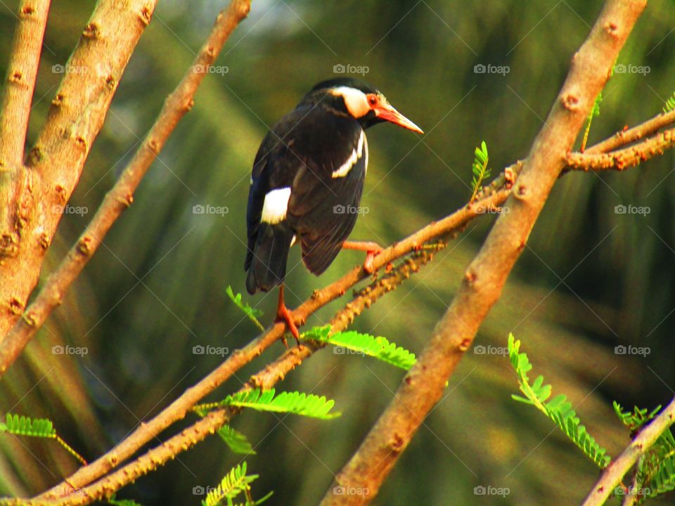 The pied myna or Asian pied starling (Gracupica contra) is a species of starling found in the Indian subcontinent and Southeast Asia.