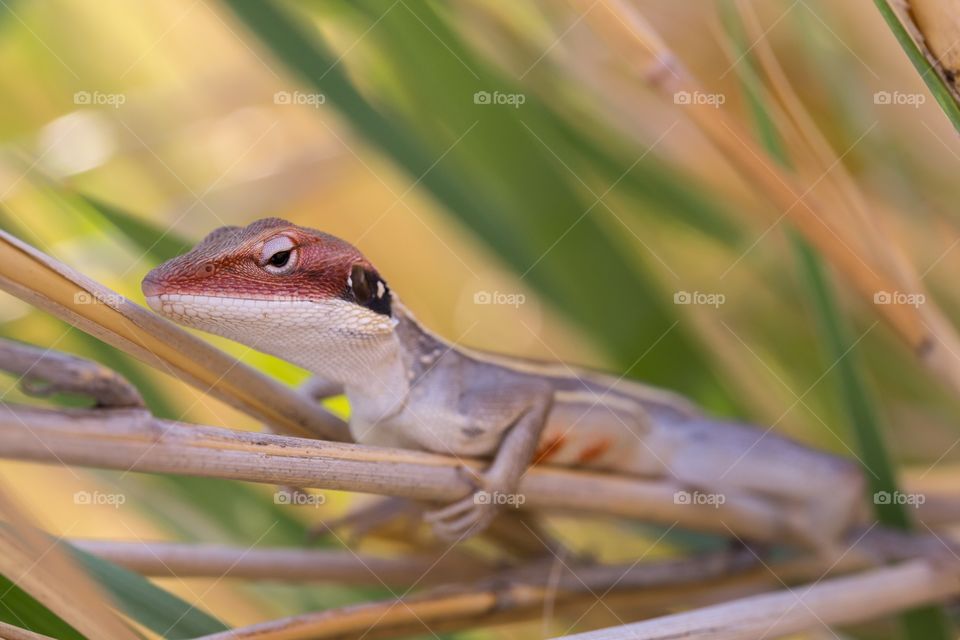 Little lizard on top of grass. Red headed little lizard resting on top of a grass. Head in focus. White jaw. Green leaves