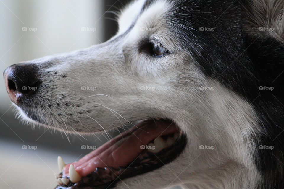 Close-up of dog with mouth open