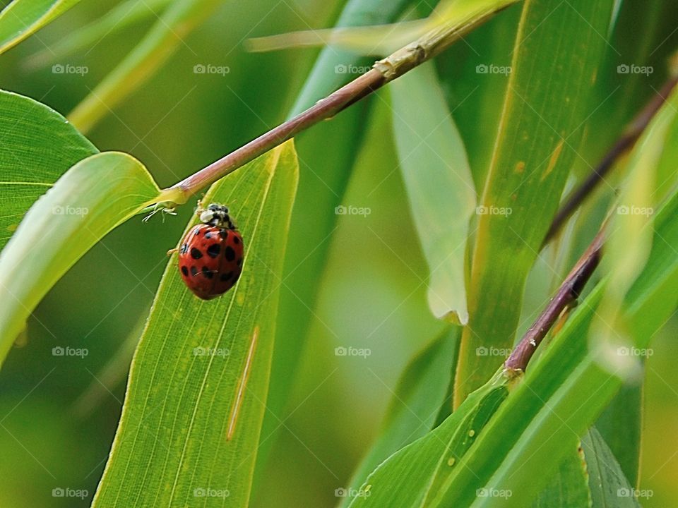 Ladybug doing it’s thing