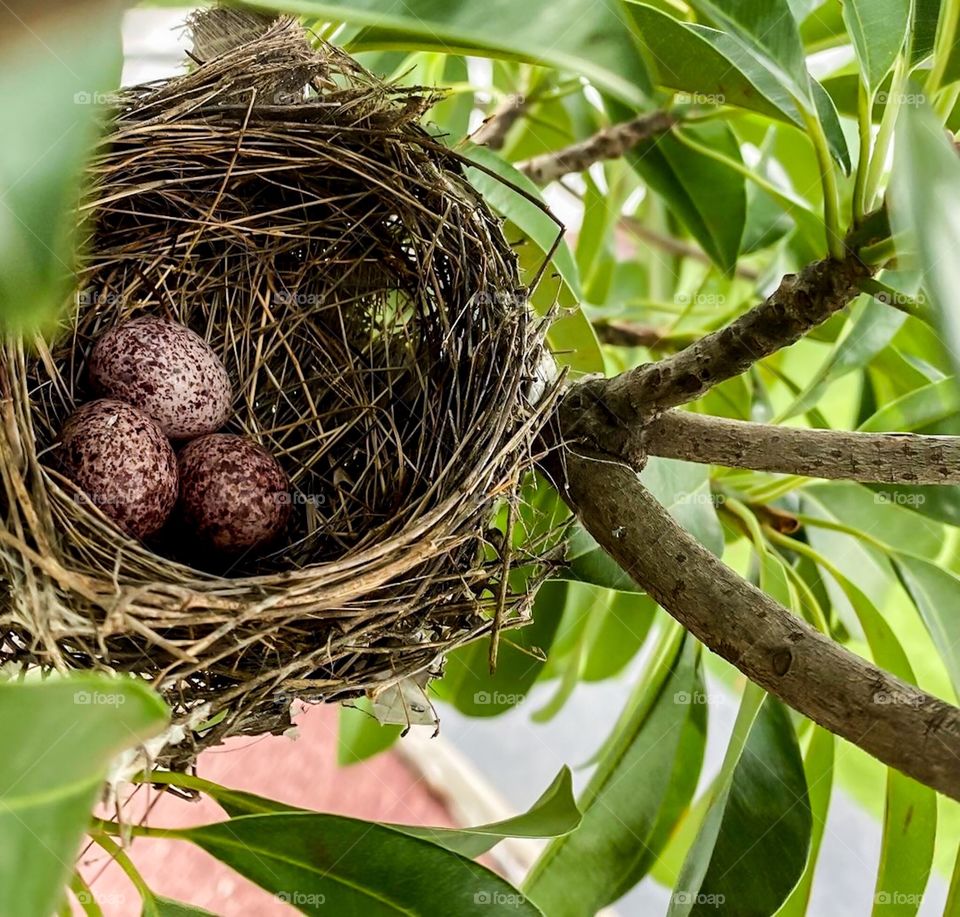 Beautiful Birds nest with three eggs. 